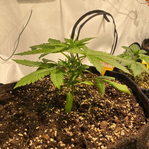 White Gorilla growlog photo: Erste Schritte zum Mainlining