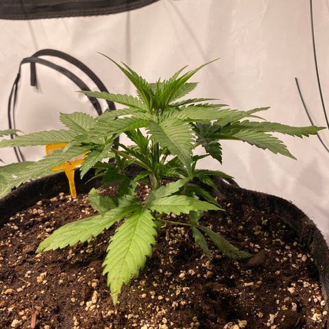 White Gorilla growlog photo: Erste Schritte zum Mainlining