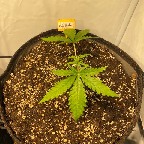 White Gorilla growlog photo: Erste Schritte zum Mainlining