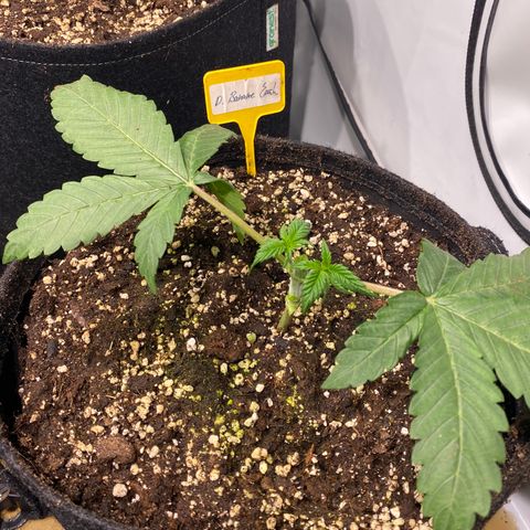 White Gorilla growlog photo: Erste Schritte zum Mainlining