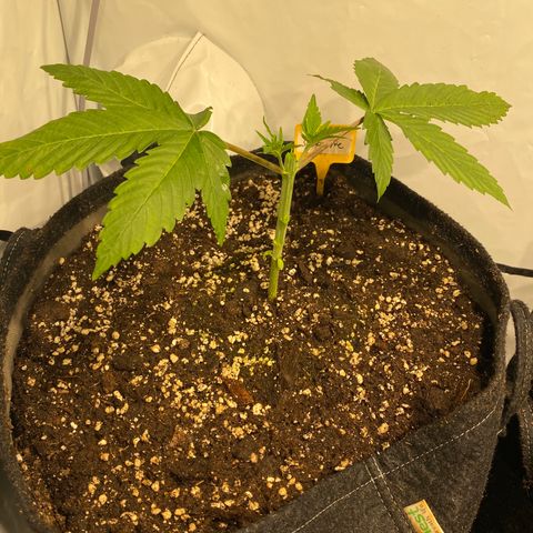 White Gorilla growlog photo: Erste Schritte zum Mainlining
