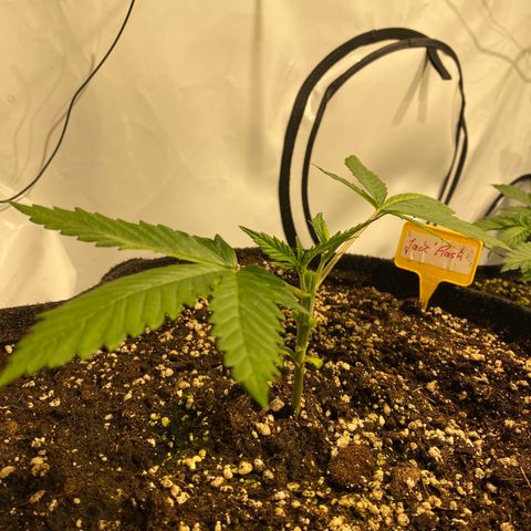 White Gorilla growlog photo: Erste Schritte zum Mainlining