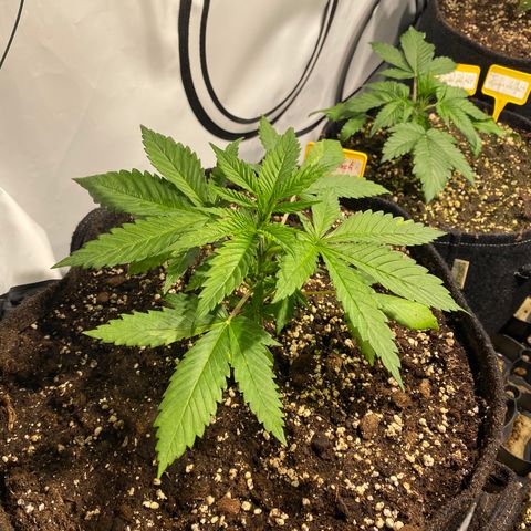White Gorilla growlog photo: Erste Schritte zum Mainlining