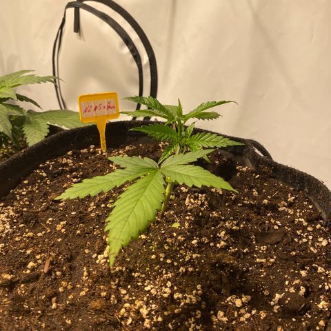 White Gorilla growlog photo: Erste Schritte zum Mainlining