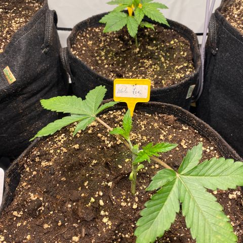 White Gorilla growlog photo: Erste Schritte zum Mainlining