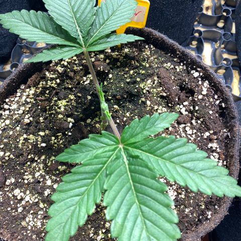 White Gorilla growlog photo: Erste Schritte zum Mainlining