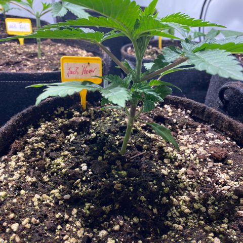 White Gorilla growlog photo: Erste Schritte zum Mainlining