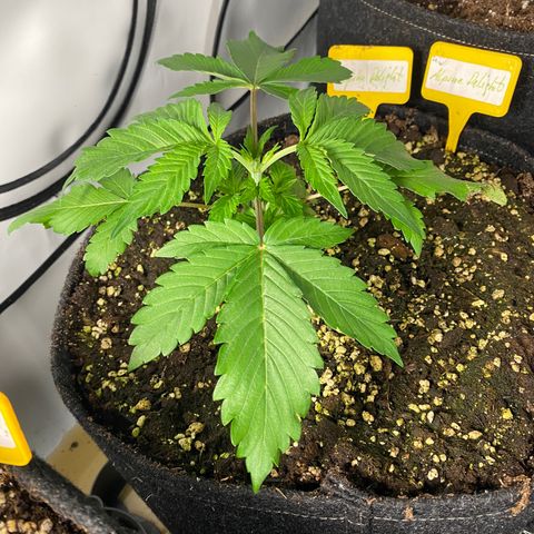 White Gorilla growlog timeline photo