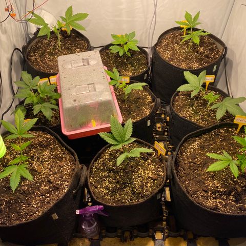 White Gorilla growlog timeline photo