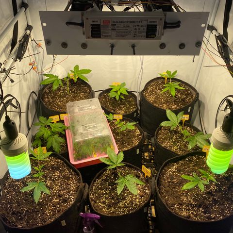 White Gorilla growlog timeline photo