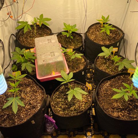 White Gorilla growlog timeline photo