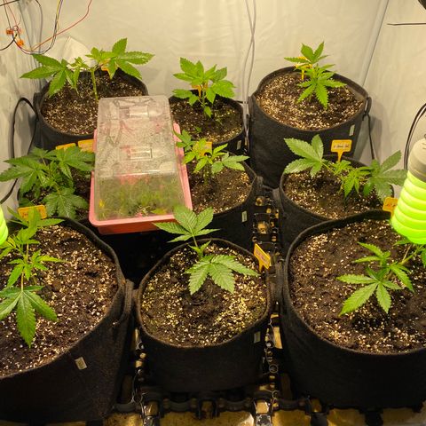 White Gorilla growlog timeline photo