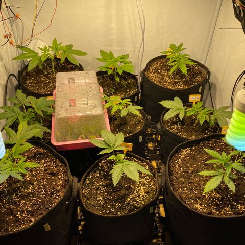 White Gorilla growlog timeline photo