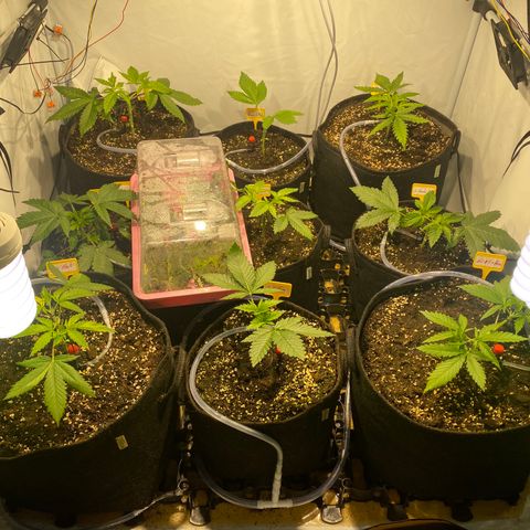 White Gorilla growlog timeline photo