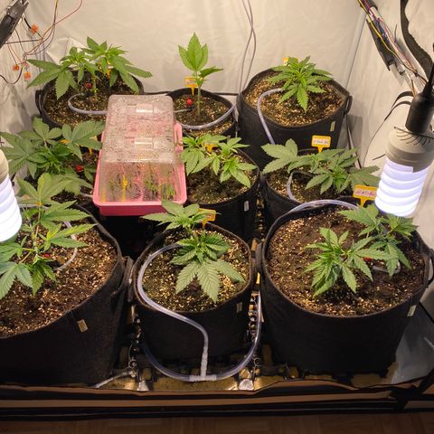 White Gorilla growlog timeline photo