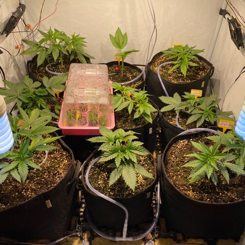 White Gorilla growlog timeline photo