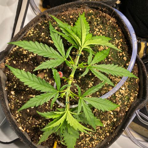 White Gorilla growlog timeline photo