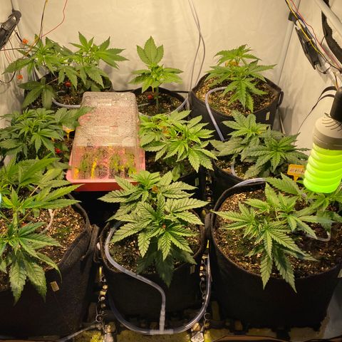 White Gorilla growlog timeline photo