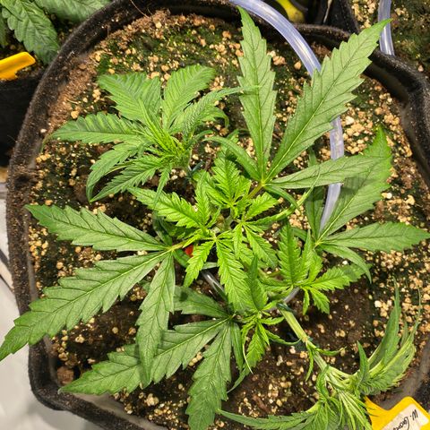 White Gorilla growlog photo: Einer der zwei Hauptzweig ist nach erster Nodie fast abgebrochen 