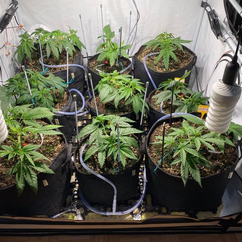 White Gorilla growlog timeline photo