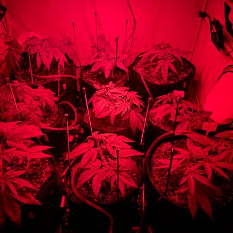 White Gorilla growlog timeline photo