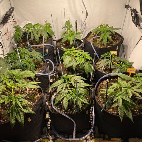 White Gorilla growlog timeline photo