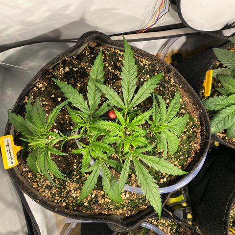 White Gorilla growlog timeline photo
