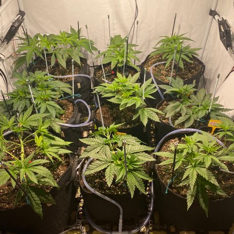 White Gorilla growlog timeline photo