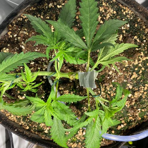 White Gorilla growlog timeline photo
