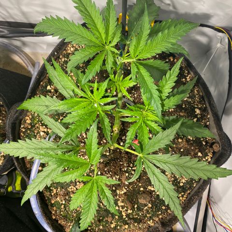 White Gorilla growlog timeline photo