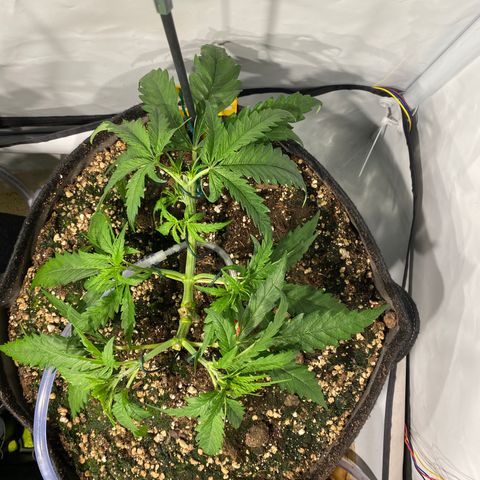 White Gorilla growlog timeline photo