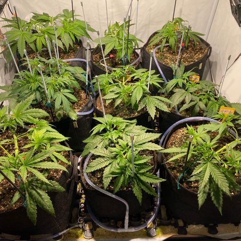 White Gorilla growlog timeline photo