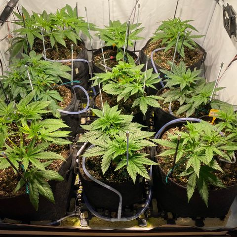 White Gorilla growlog timeline photo