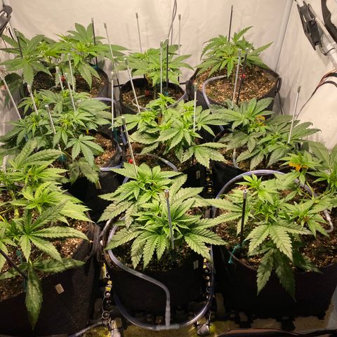 White Gorilla growlog timeline photo