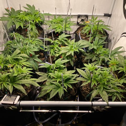 White Gorilla growlog timeline photo