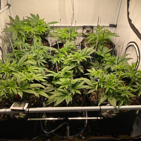 White Gorilla growlog timeline photo