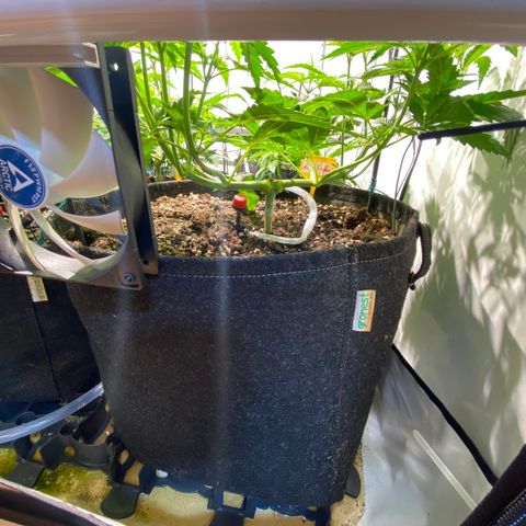 White Gorilla growlog timeline photo
