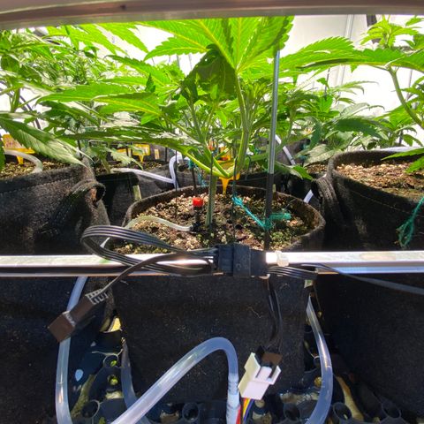 White Gorilla growlog timeline photo