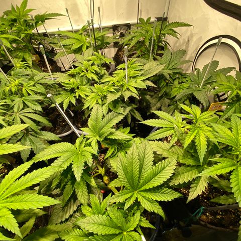 White Gorilla growlog timeline photo