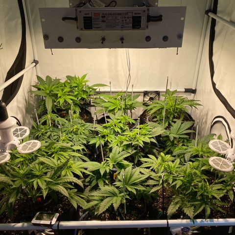 White Gorilla growlog timeline photo