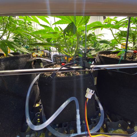 White Gorilla growlog timeline photo