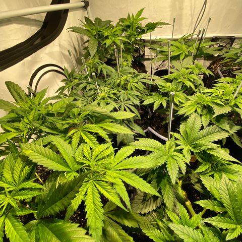 White Gorilla growlog timeline photo