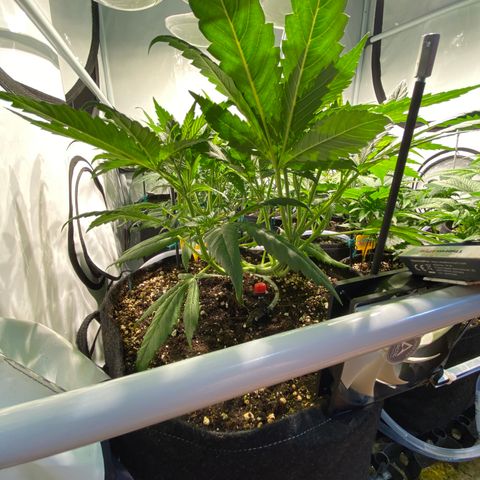 White Gorilla growlog timeline photo