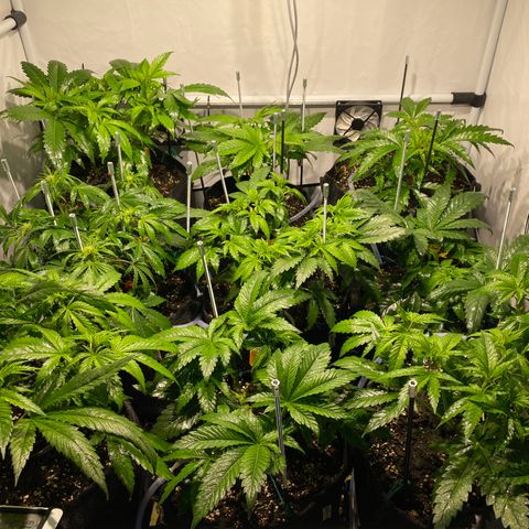 White Gorilla growlog photo: Frisch geduscht