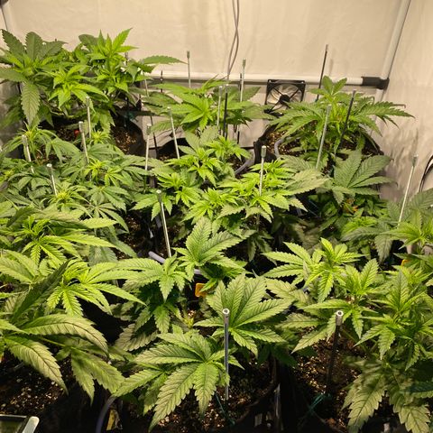 White Gorilla growlog timeline photo