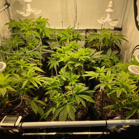 White Gorilla growlog photo: Gestern-Heute: Leuchten ausgerichtet 