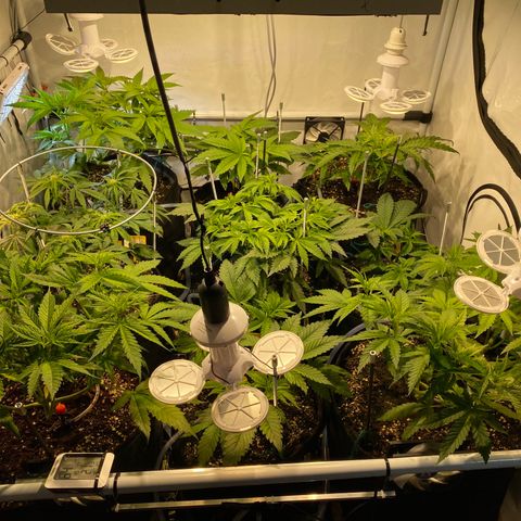 White Gorilla growlog photo: Gestern-Heute: Leuchten ausgerichtet 