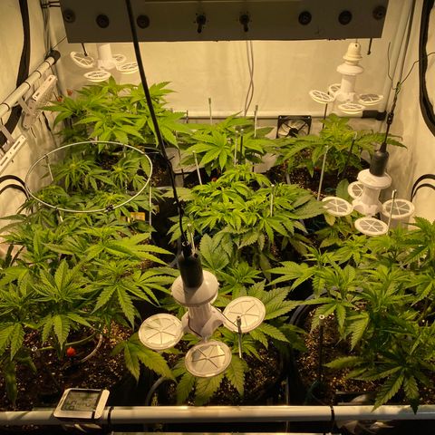 White Gorilla growlog timeline photo