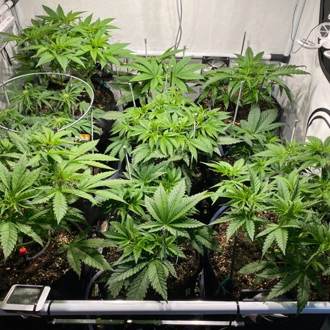 White Gorilla growlog timeline photo