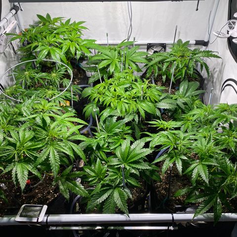 White Gorilla growlog timeline photo